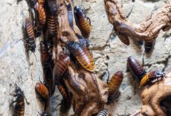 Najlepsza broń na insekty. Znikną w mig