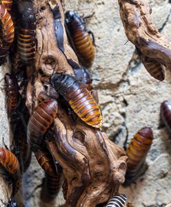 Najlepsza broń na insekty. Znikną w mig