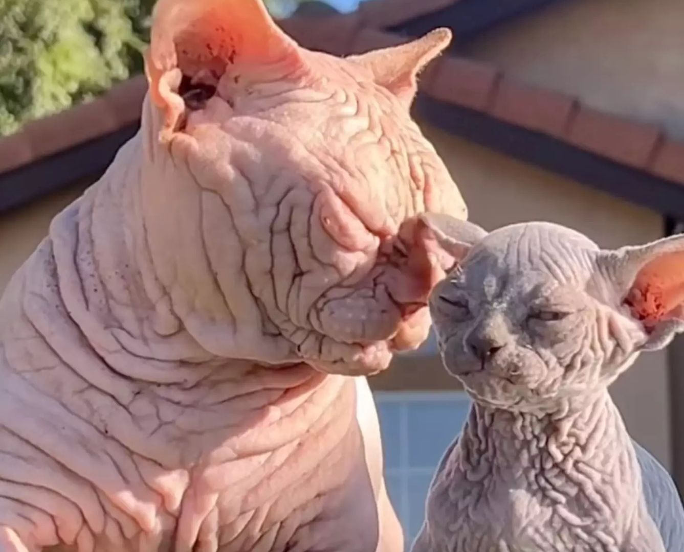 Rasa kotów XL Bully Cats zyskuje na popularności. Eksperci ostrzegają - o2