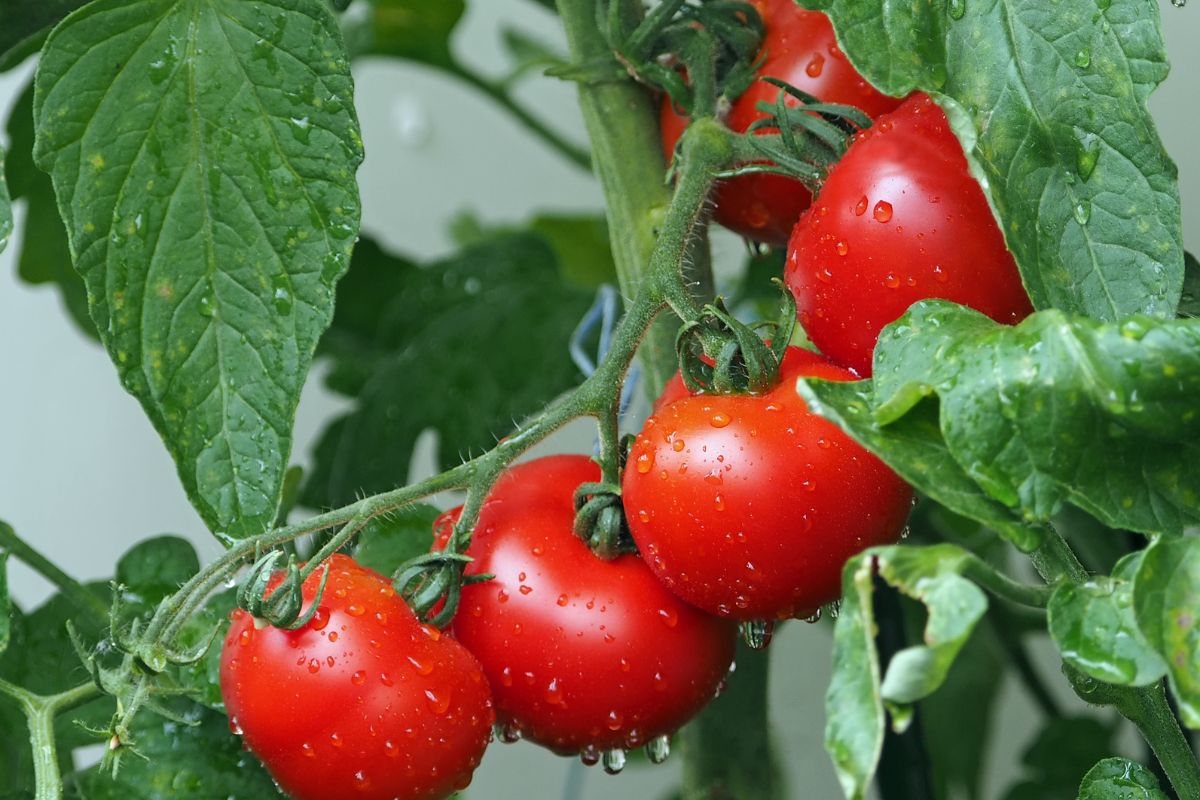 Faszerowane i upieczone pomidory to duże źródło umami