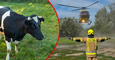 Dramat w gospodarstwie. Krowa zmiażdżyła klatkę piersiową rolnika