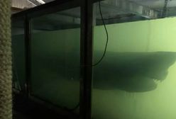 Martwy rekin w opuszczonym parku rozrywki. Internauci zbierają na "godny" pochówek