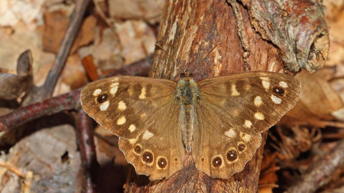 Owady przygotowują się do zimy. Jak im nie zaszkodzić?