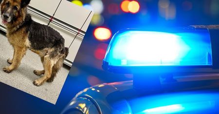 Atak z bronią na obrońców zwierząt. Jedna osoba w szpitalu