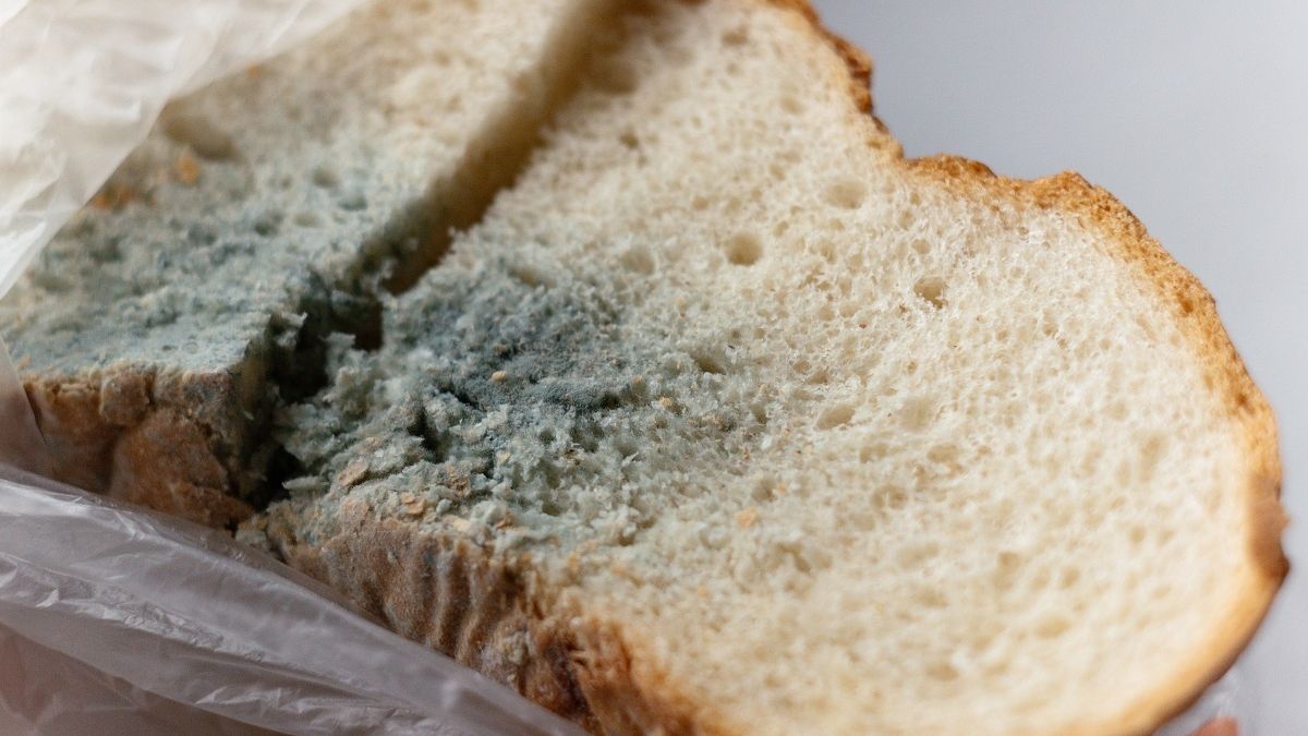 Gdzie wyrzucić spleśniały chleb? Wiele osób popełnia błąd