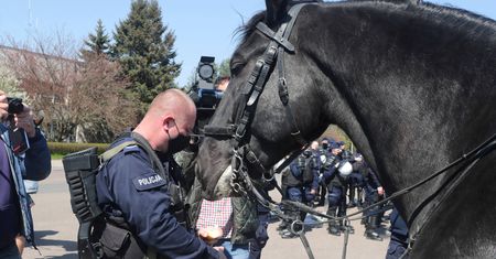 Walczą o policyjną "emeryturę" dla konia. Blue Baker służył przez kilkanaście lat