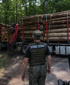 Rząd Tuska otwiera drogę do wycinki Puszczy Białowieskiej?