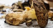 Jak szybko wyczyścić grzyby z piasku? Te dwa sposoby są najskuteczniejsze