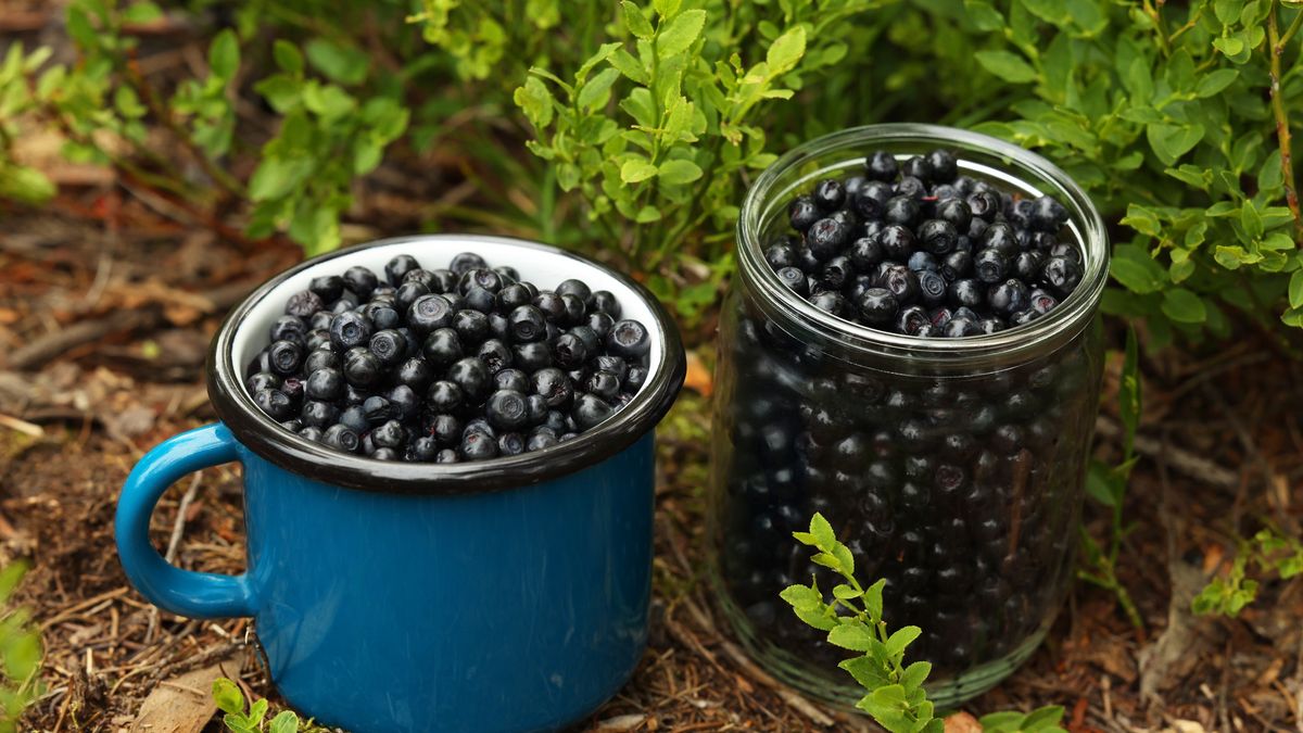 Jar and cup of delicious bilberries on ground in forest
Jar and cup of delicious bilberries on ground in forest
Liudmila Chernetska
background, berries, bilberries, bilberry, delicious, diet, eat, edible, european, fresh, green, ground, harvest, healthy, leaves, natural, nutrition, object, pick, seasonal, shrub, spring, sweet, tasty, vegan, vegetarian, wholesome, whortleberry, wild