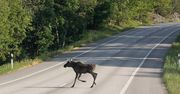 Inwazja łosi z Polski? Niemcy widzą ich coraz więcej
