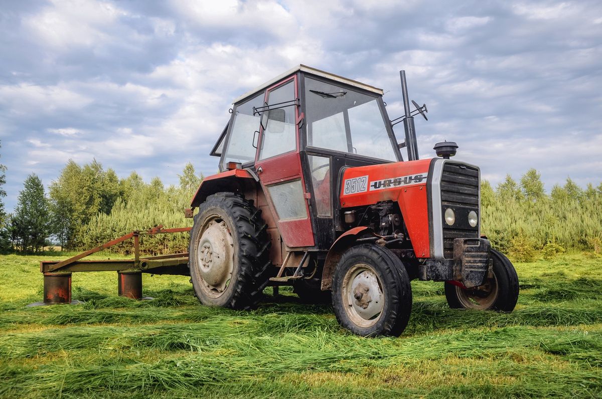 Kultowy traktor Ursus. 