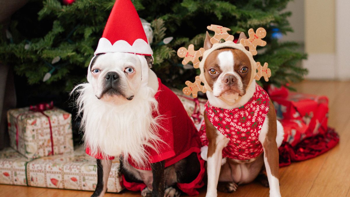 Dwa psy w świątecznym przebraniu