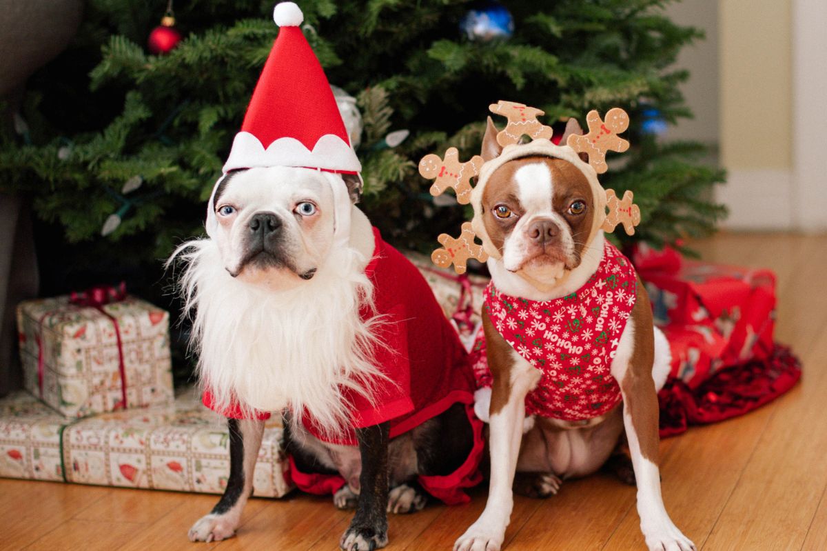 Two dogs in holiday costumes