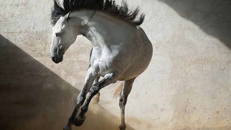 Najlepsze zdjęcia roku według Królewskiego Towarzystwa Fotograficznego 1