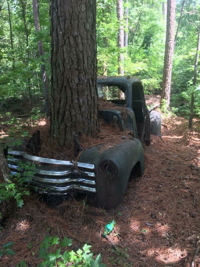 Zniszczony samochód stał w miejscu tak długo, że wyrosło w nim drzewo.