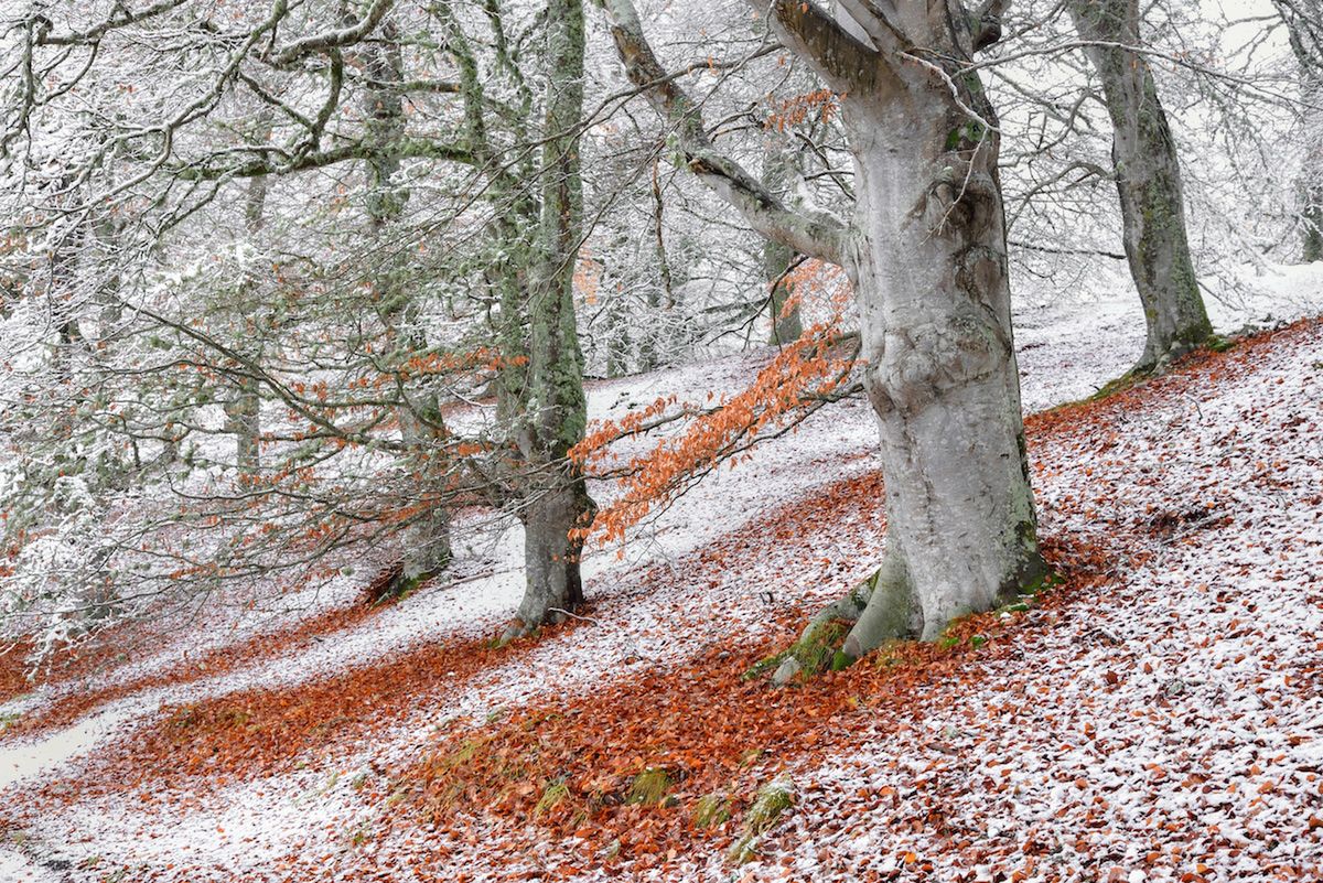 Nietoperz podczas polowania - zwycięskie zdjęcie British Wildlife Photography Awards 2018 4