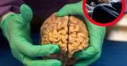 Mózg ci podziękuje. Spowolnisz jego starzenie i podkręcisz pracę