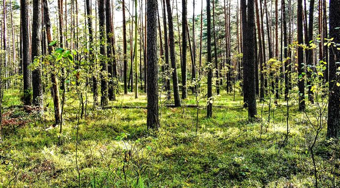 The Life of the Forest. Richness of Undergrowth and Understorey