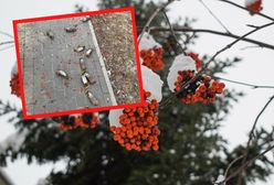 Jemiołuszki "dały w szyję"? Zdjęcie robi furorę w sieci. Prawda może być inna