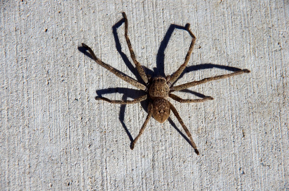 Australia słynie z wielkich pająków