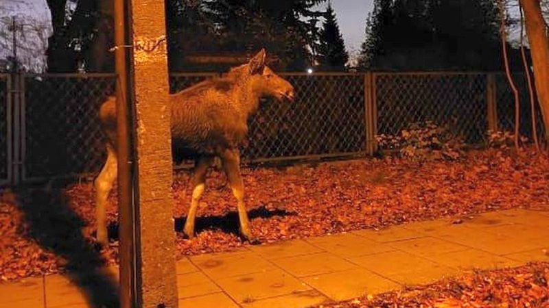 Łosie na Białołęce w Warszawie