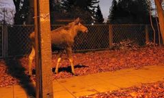 Nagle stado pojawiło się w Warszawie. Służby w akcji