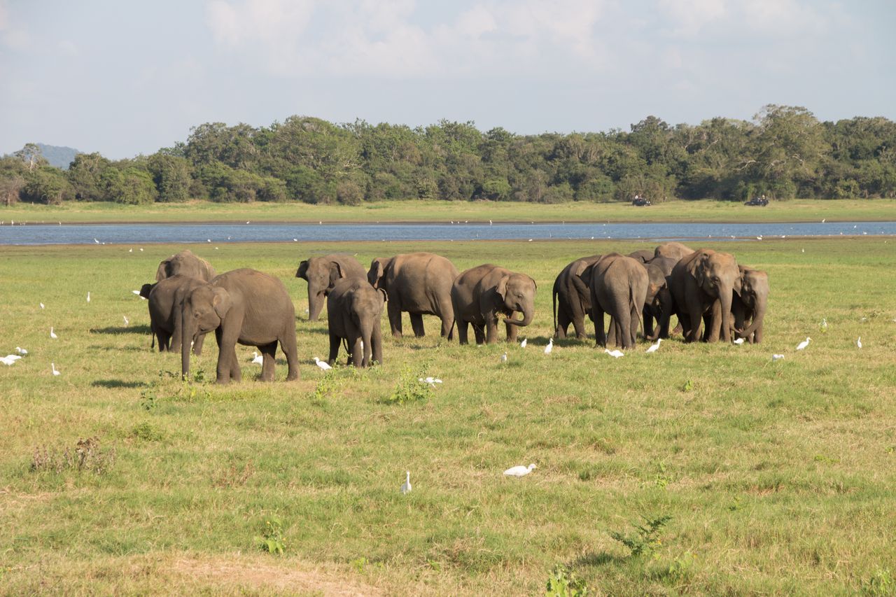 Several hundred elephants live in the national park.