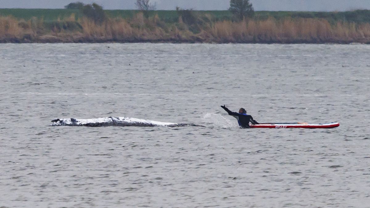 Timmy - akcja ratunkowa trwa