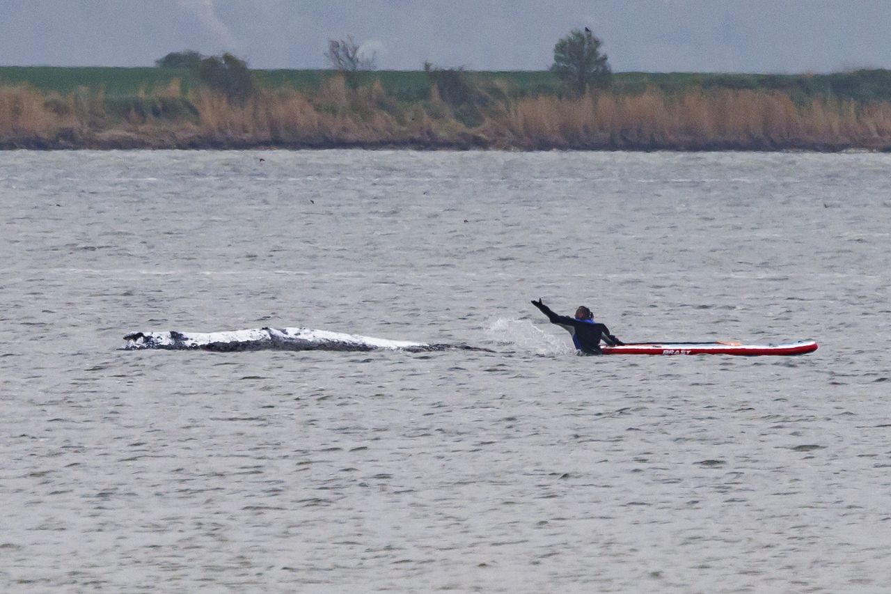 Timmy nadal walczy. Gotowy plan ratunku nie istnieje?