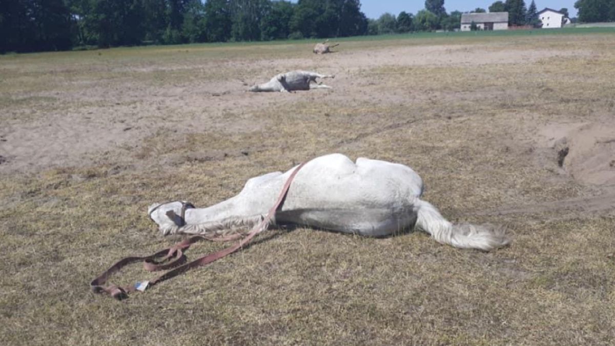 Aż 11 z 15 koni padło, a cztery walczą o życie pod opieką weterynarzy. Co mogło spowodować tragedię?