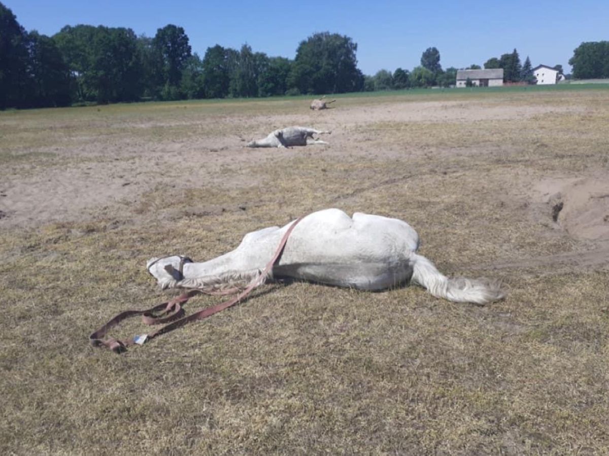 Tury. Tajemnicze śmierci zwierząt. Sprawę bada policja