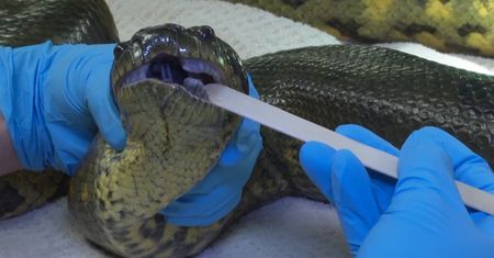 Największy wąż świata. Zrobili USG gigantycznej anakondzie