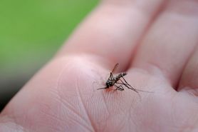 Choroby przenoszone przez komary. Mogą być śmiertelne