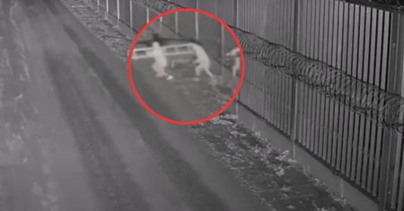 300 prób nielegalnego przekroczenia granicy. Nagrania z Podlasia