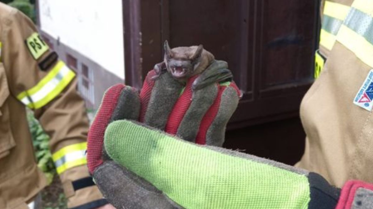 Niecodzienna akcja strażaków. Uratowali nietoperza, a on odwdzięczył się im w ten sposób.