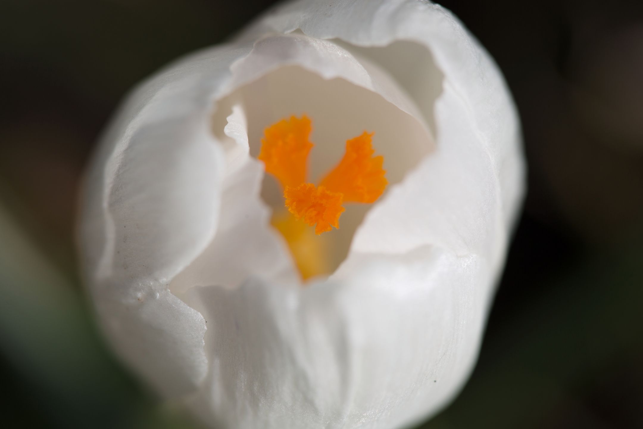 Tamron SP 90mm F/2.8 Di MACRO VC USD - nasze pierwsze zdjęcia przykładowe 19