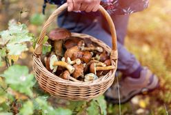 "Grzybów nie ma". Ceny dochodzą do 70 zł za kilogram