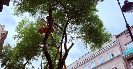 Wielka pielęgnacja drzew w Lublinie. Prace w parkach i na ulicach