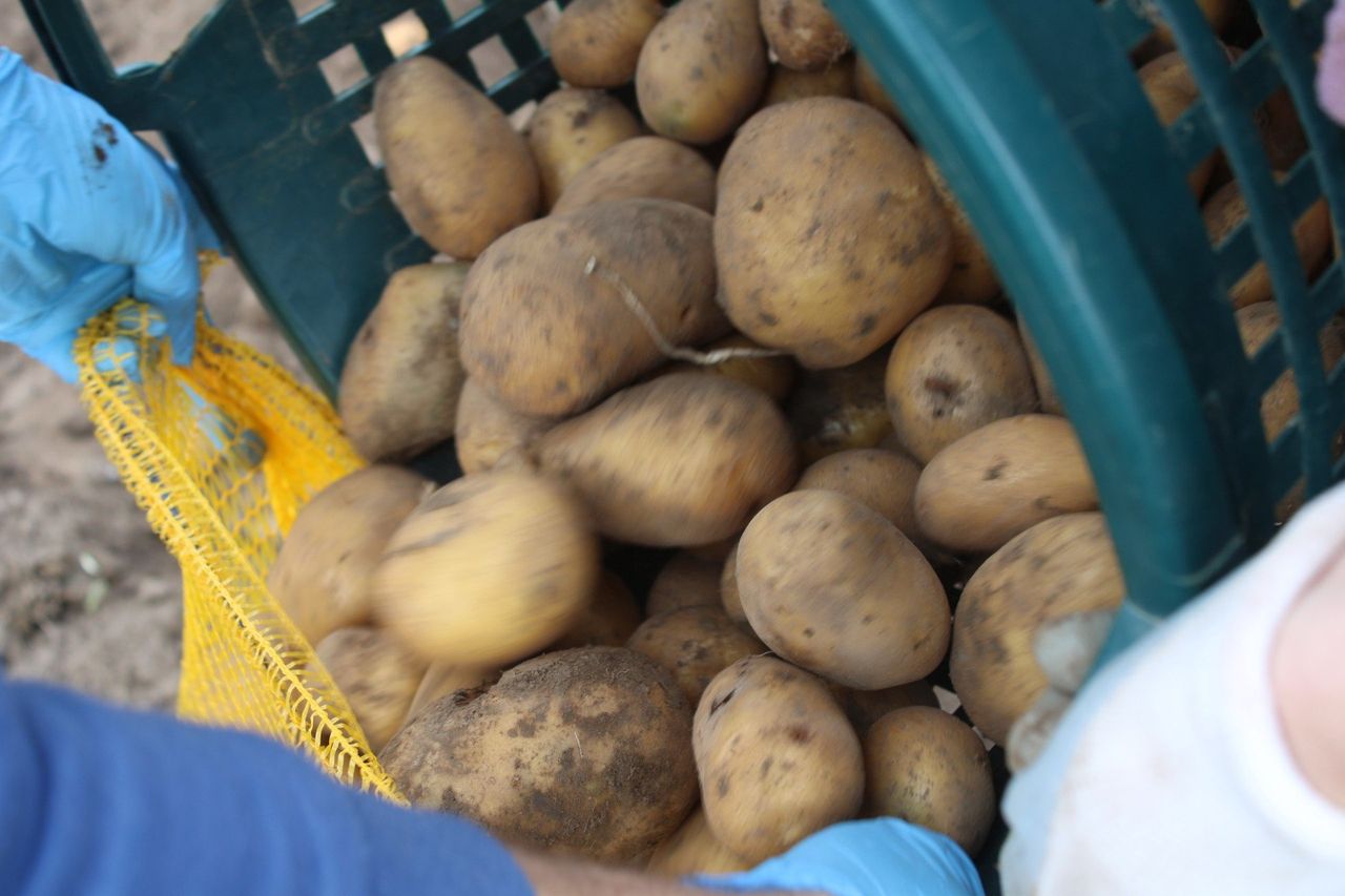 Ziemniaki z Niemiec po 20 groszy. Polski rynek nie wytrzymuje presji