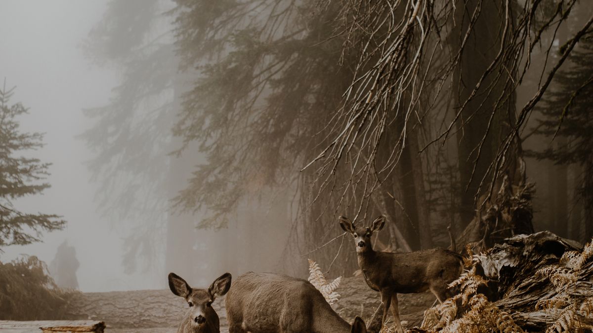 Rozmawialiśmy z Justyną Zduńczyk, laureatką Sony World Photography Awards 2018 1