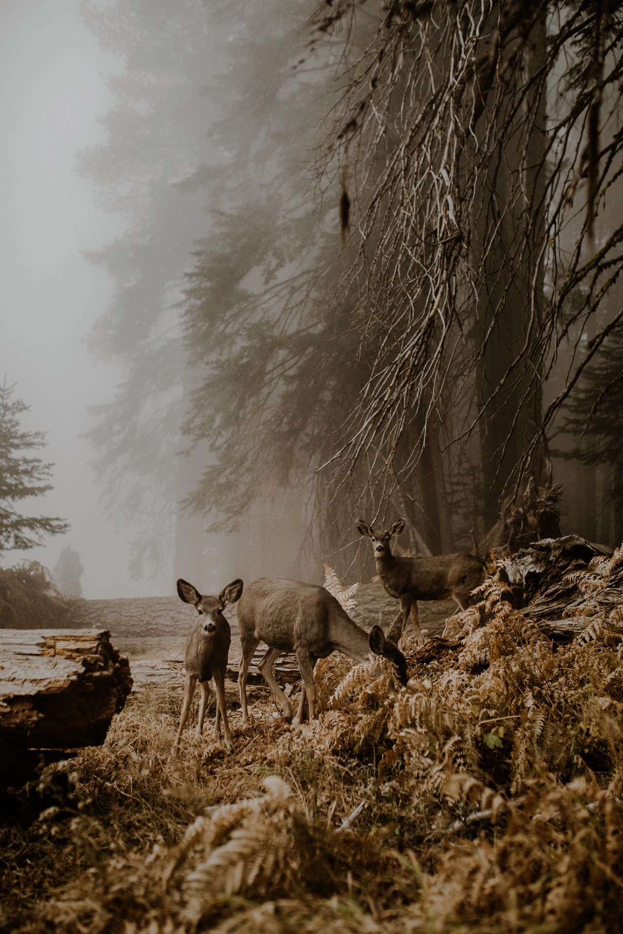 Marcin Watemborski: Twoje zdjęcie zajęło pierwsze miejsce w kategorii ”Wildlife” w konkursie otwartym, a ty zdobyłaś nagrodę National Awards w konkursie Sony World Photography Awards 2018. Mogłabyś opowiedzieć historię jego powstania?