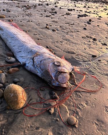 “Ryba zagłady” wyrzucona na brzeg oceanu, okolice San Diego, USA