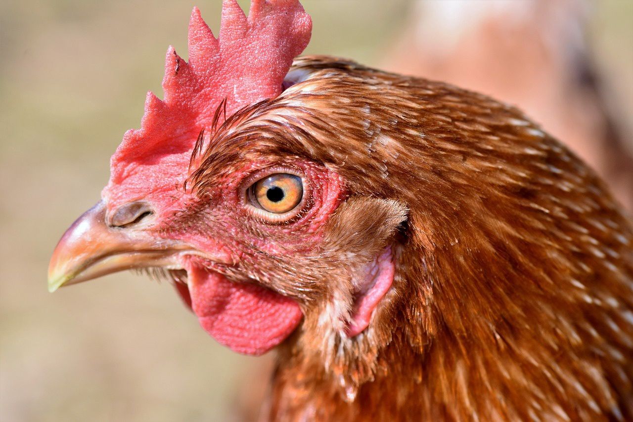 NATO's cold war secret: Nuclear mines powered by chickens