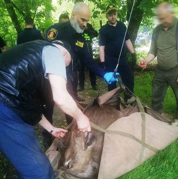 "Spacerował między blokami i podjadał kwiatki". Nietypowi goście na Bielanach