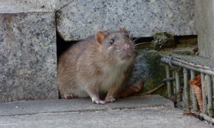 Rozsyp w ogrodzie, a szczury znikną. Działa na nie drażniąco