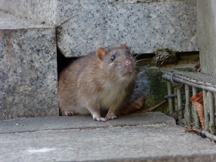 Szczury nie cierpią tego zapachu. Szybko się wyniosą