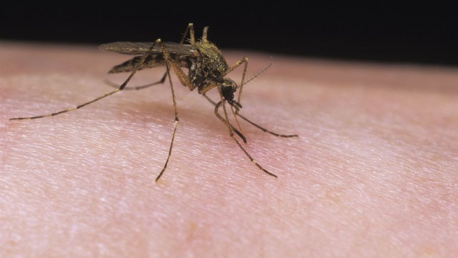 Mary Evans - Ardea HD Sept 2014
Mosquito - female feeding on human arm (Culex pipiens)     Date:
Rights Managed