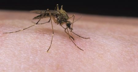 Niemcy. Plaga komarów na południu kraju