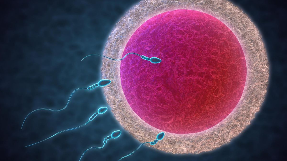 Zapłodnienie to proces, w którym komórka jajowa tzw. gameta żeńska łączy się z plemnikiem, czyli gametą męską