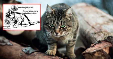 "Acoustic Kitty". Program CIA, który miał zamienić koty w szpiegów-cyborgów